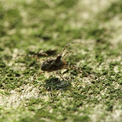 Megabunus diadema