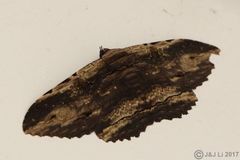 Anisoneura aluco