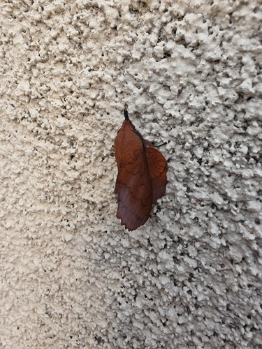 The Lappet