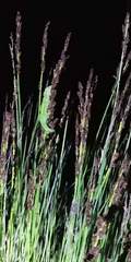 Bradypodion pumilum