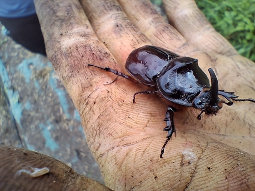 European Rhinoceros Beetle