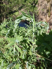 Polygonatum multiflorum