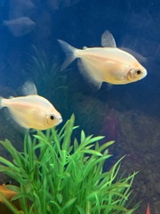 Gymnocorymbus ternetzi