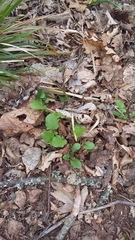 Lapsana communis intermedia