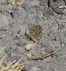 Phulia nymphula nymphula