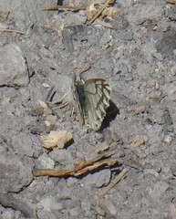 Phulia nymphula nymphula