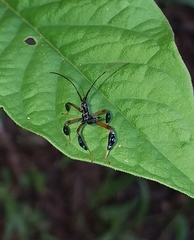Acanthocephalini