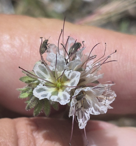 Phacelia mohavensis, 2026-06-09