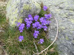 Viola calcarata