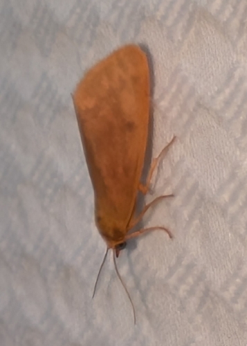 Plain-winged Virbia Moth photo 3