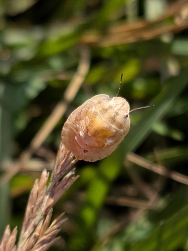 southern broad-bellied bug
