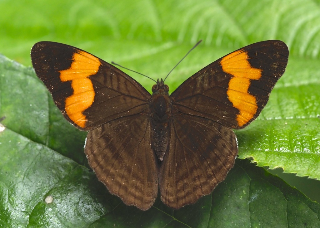 Adelpha irmina