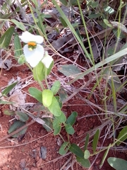 Dalechampia caperonioides