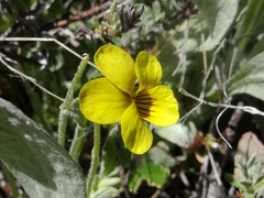 Viola purpurea