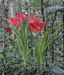 Hippeastrum aulicum, photograph (c) UNA Ecoturismo, some rights reserved (CC BY-SA)