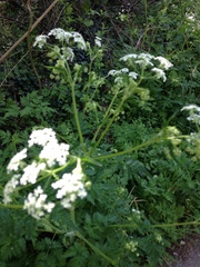Anthriscus sylvestris