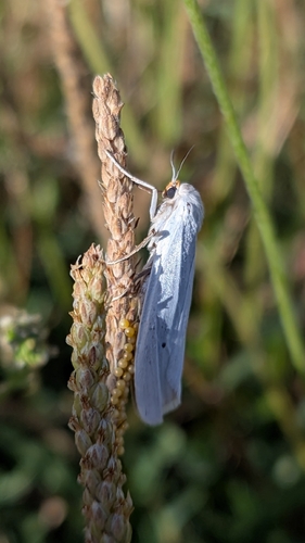 Coscinia chrysocephala