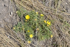 Adonis volgensis