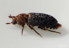Dermestes undulatus