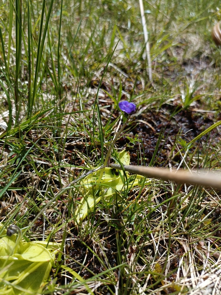 Pinguicula christinae, Modena, Emilia-Romagna, IT