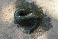 Trocheta subviridis