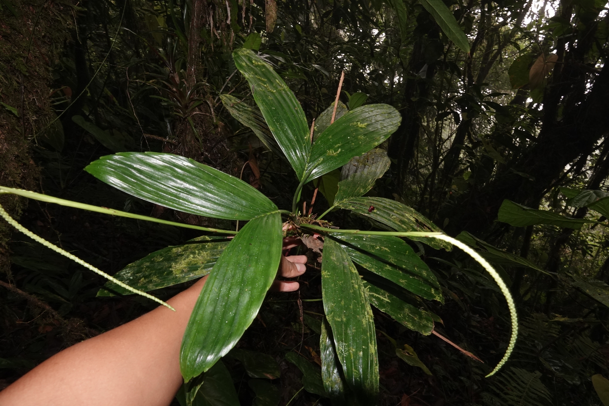 Chamaedorea palm