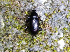 Derosphaerus exularis