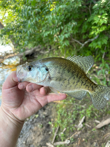 iNaturalist observation photo of White Crappie