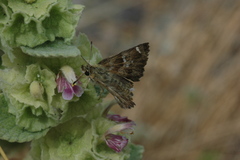 Muschampia