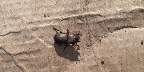 Lesser Stag Beetle