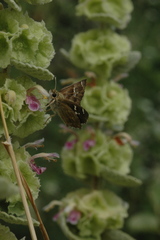 Muschampia