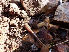 Speleomantes genei