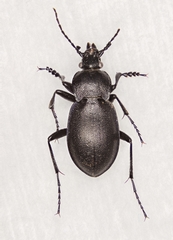 Carabus convexus