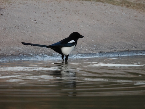 Eurasian Magpie