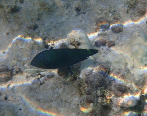 Halichoeres marginatus observed 2026-06-03