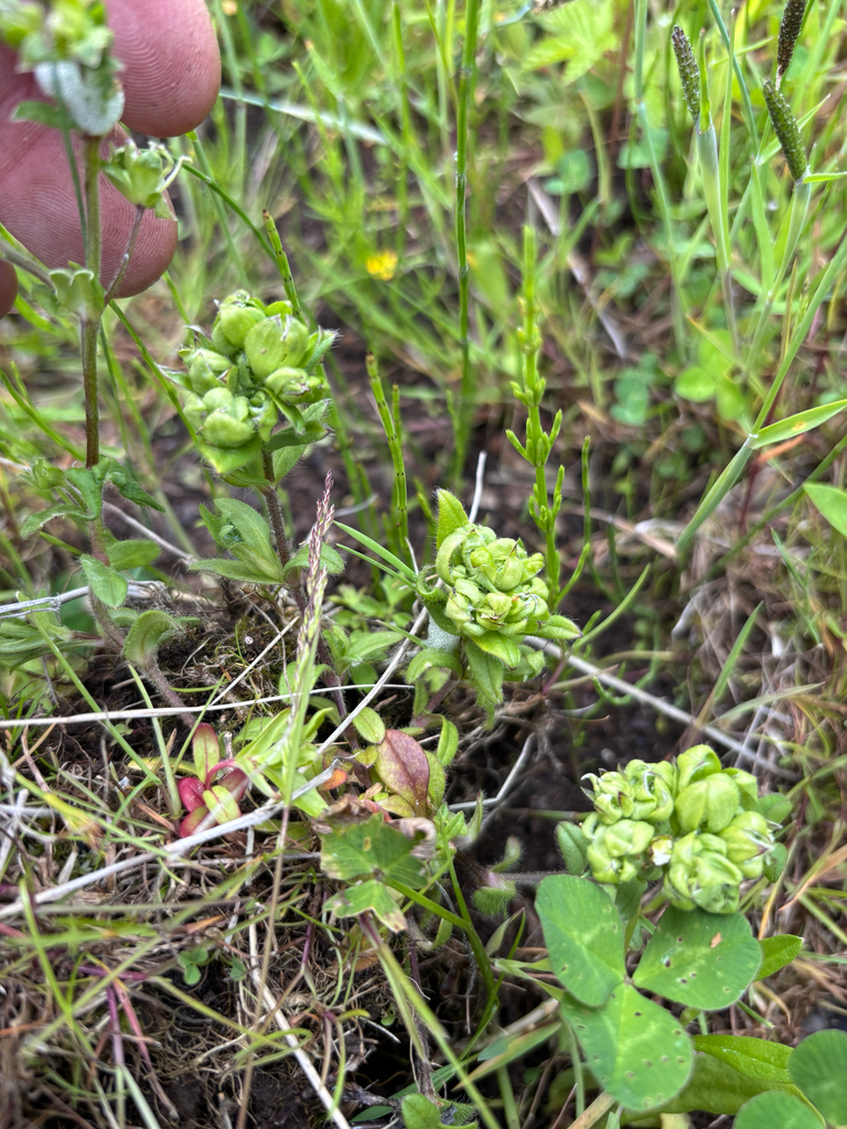 Aceria cerastii