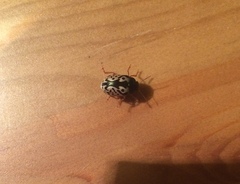 Calligrapha confluens