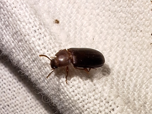 Larger Black Flour Beetle