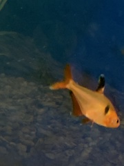 Hyphessobrycon eques