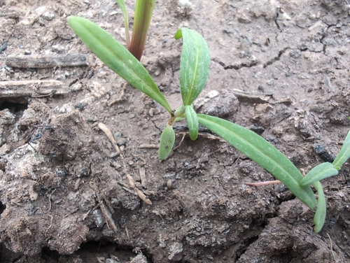 Squareseed Spurge
