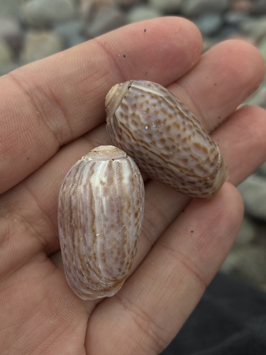 Oliva peruviana observed 2026-06-09