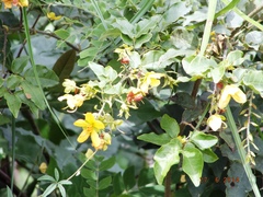 Senna undulata
