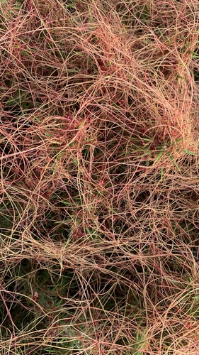 Clover Dodder