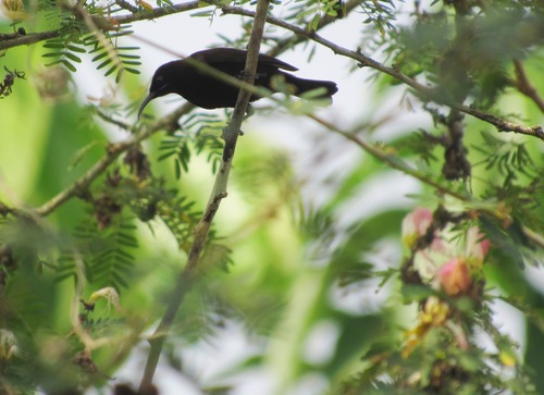 Green-throated Sunbird