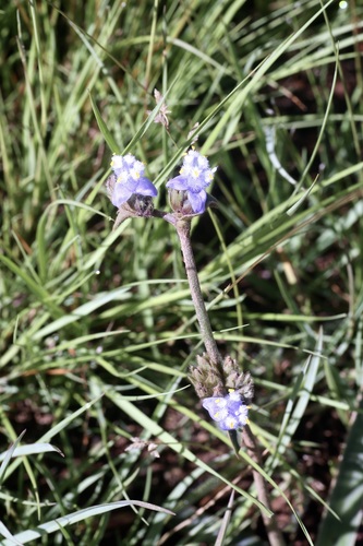 Cyanotis speciosa, photograph 1