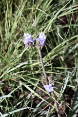 Cyanotis speciosa, photograph (c) Dr. Alexey Yakovlev, some rights reserved (CC BY)