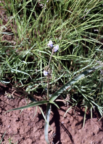Cyanotis speciosa, photograph 2