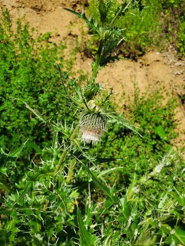 Cirsium echinus, photograph 4