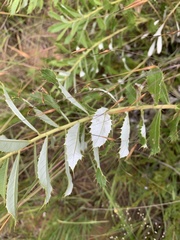 Berkheya milleriana