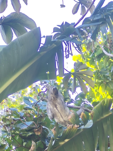 Brown-throated Three-toed Sloth
